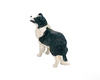 Big Country - B/W Border Collie