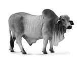 Grey Brahman Bull