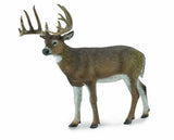 White Tail Buck